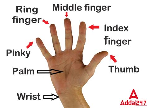 5隻手指|Names of the fingers 主題單字